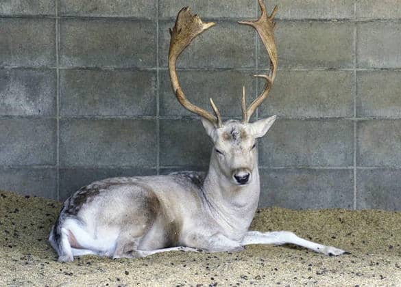動物図鑑・ダマジカ